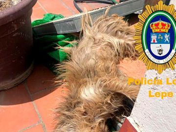 El perro fallecido después de estar seis días sin ninguna asistencia. El perro fallecido después de estar seis días sin ninguna asistencia.