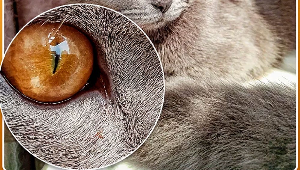 Detalle de la imagen captada por la cámara de 64 megapíxeles