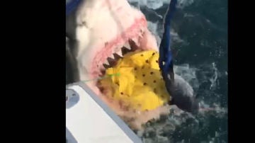 Un tiburón se come la pesca de una embarcación