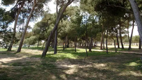 Parque del Pinar Parque del Pinar