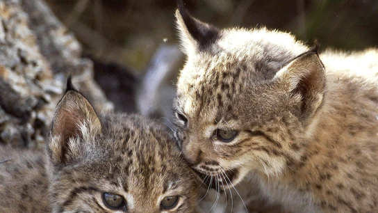 Dos cachorros de lince ibérico nacidos en cautividad Dos cachorros de lince ibérico nacidos en cautividad