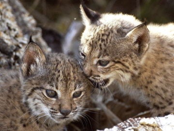 Dos cachorros de lince ibérico nacidos en cautividad Dos cachorros de lince ibérico nacidos en cautividad