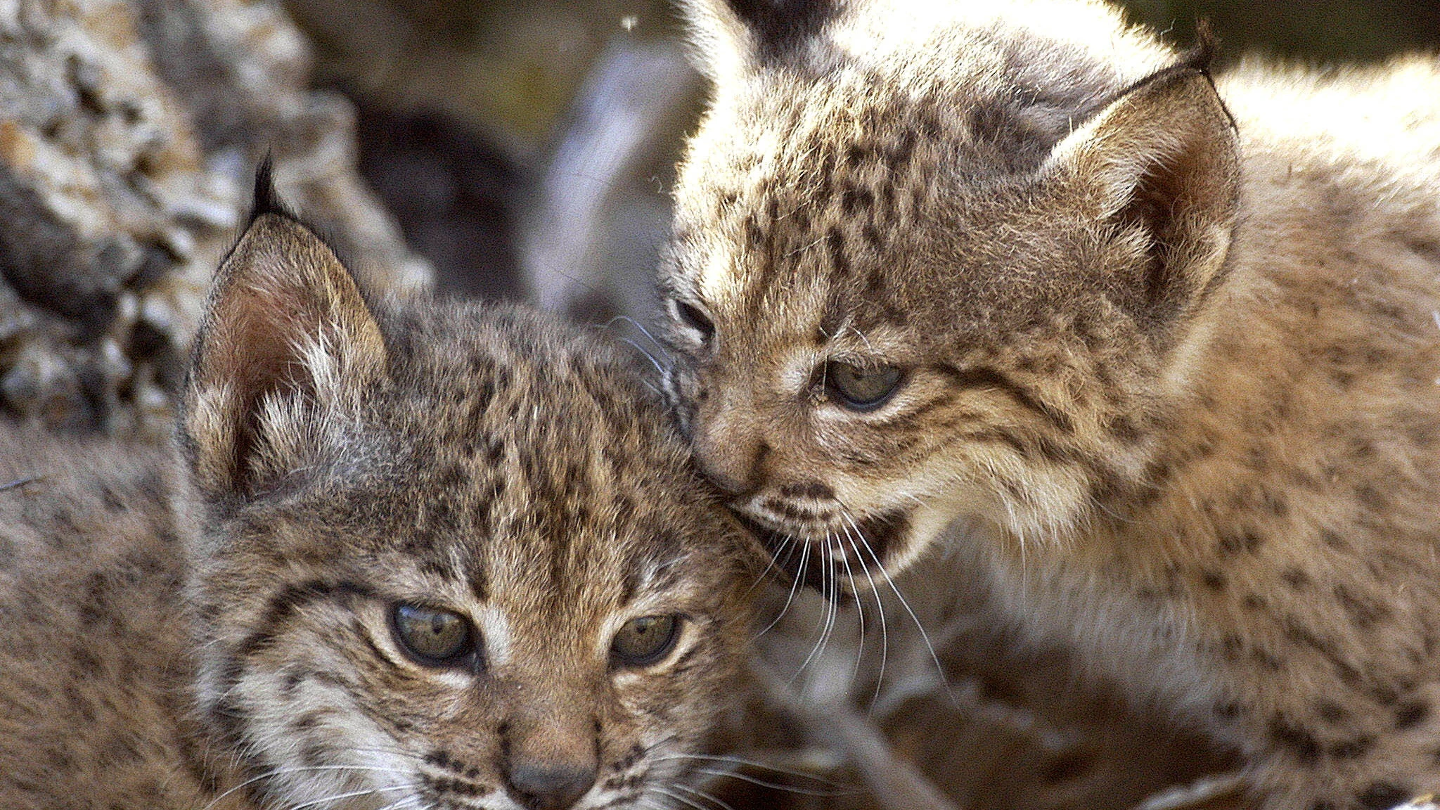 Dos cachorros de lince ibérico nacidos en cautividad