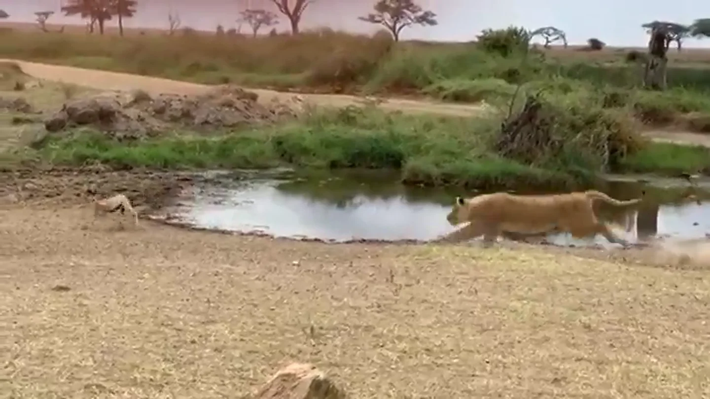 El espectacular recorte de esta gacela a un león que arrasa en las redes: lo firmaría el mismísimo Neymar El espectacular recorte de esta gacela a un león que arrasa en las redes: lo firmaría el mismísimo Neymar