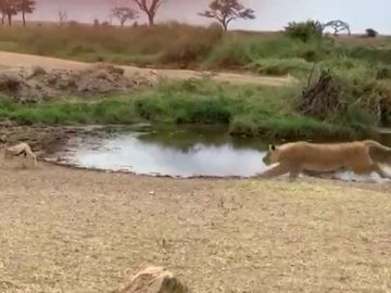 El espectacular recorte de esta gacela a un león que arrasa en las redes: lo firmaría el mismísimo Neymar El espectacular recorte de esta gacela a un león que arrasa en las redes: lo firmaría el mismísimo Neymar
