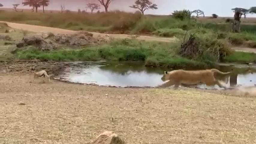 El espectacular recorte de esta gacela a un león que arrasa en las redes: lo firmaría el mismísimo Neymar