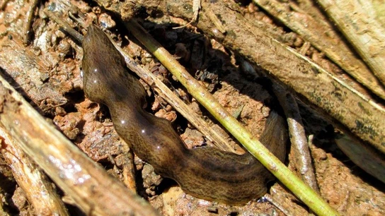 Ejemplar de planaria de la especie Obama nungara Ejemplar de planaria de la especie Obama nungara