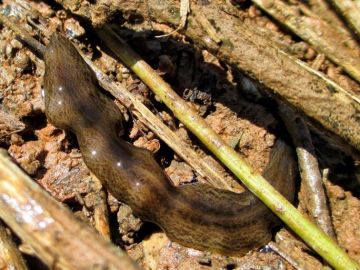 Ejemplar de planaria de la especie Obama nungara Ejemplar de planaria de la especie Obama nungara