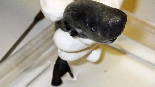 El American Pocket Shark, la nueva especie descubierta de tiburón de bolsillo El American Pocket Shark, la nueva especie descubierta de tiburón de bolsillo