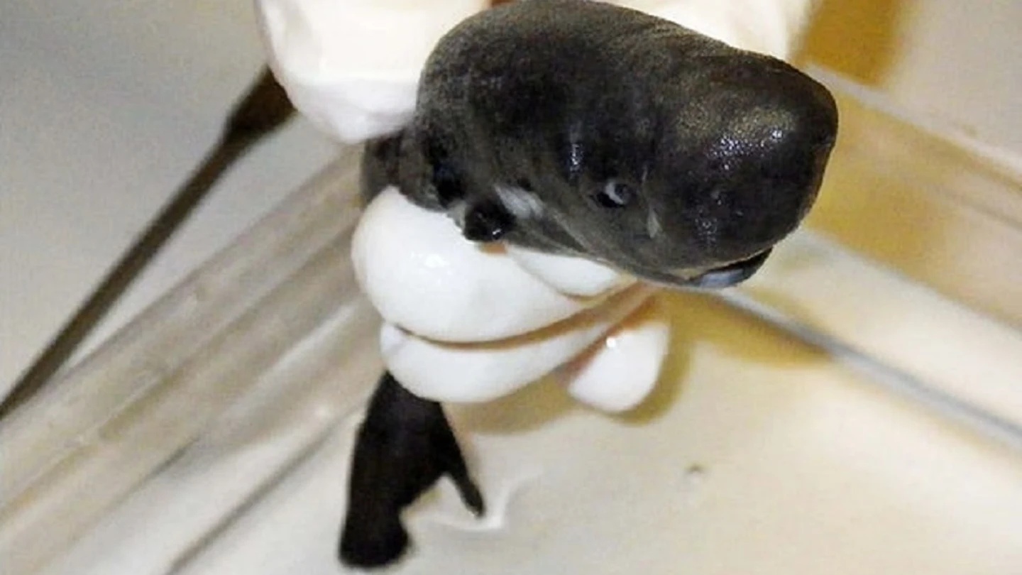 El American Pocket Shark, la nueva especie descubierta de tiburón de bolsillo El American Pocket Shark, la nueva especie descubierta de tiburón de bolsillo