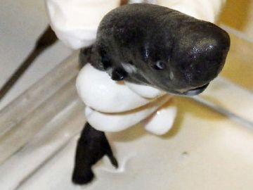 El American Pocket Shark, la nueva especie descubierta de tiburón de bolsillo El American Pocket Shark, la nueva especie descubierta de tiburón de bolsillo