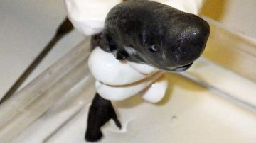 El American Pocket Shark, la nueva especie descubierta de tiburón de bolsillo