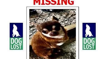 El chihuahua desaparecido en Devon, Reino Unido