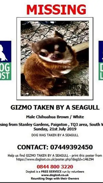El chihuahua desaparecido en Devon, Reino Unido El chihuahua desaparecido en Devon, Reino Unido
