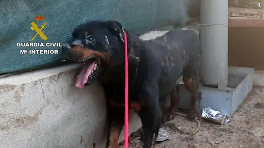 El deplorable estado en el que se encontraba el animal abandonado El deplorable estado en el que se encontraba el animal abandonado