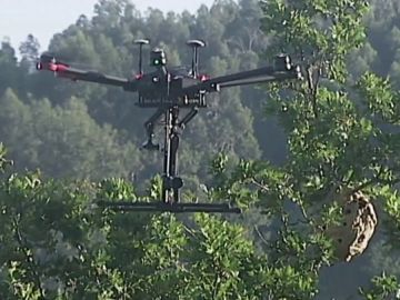Dron junto a nido de avispas velutinas Dron junto a nido de avispas velutinas