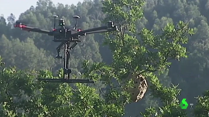 Dron junto a nido de avispas velutinas.