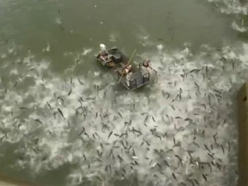Electrocutan en Kentucky a una especie de carpa asiática invasora Electrocutan en Kentucky a una especie de carpa asiática invasora