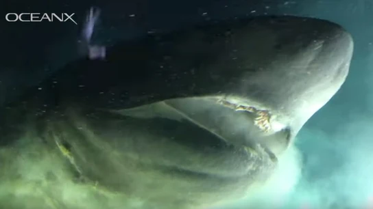 Parte de las imágenes recogidas por OceanX protagonizadas por un tiburón de peinetas. Parte de las imágenes recogidas por OceanX protagonizadas por un tiburón de peinetas.