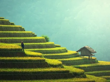 Plantación de arroz en Tailandia Plantación de arroz en Tailandia
