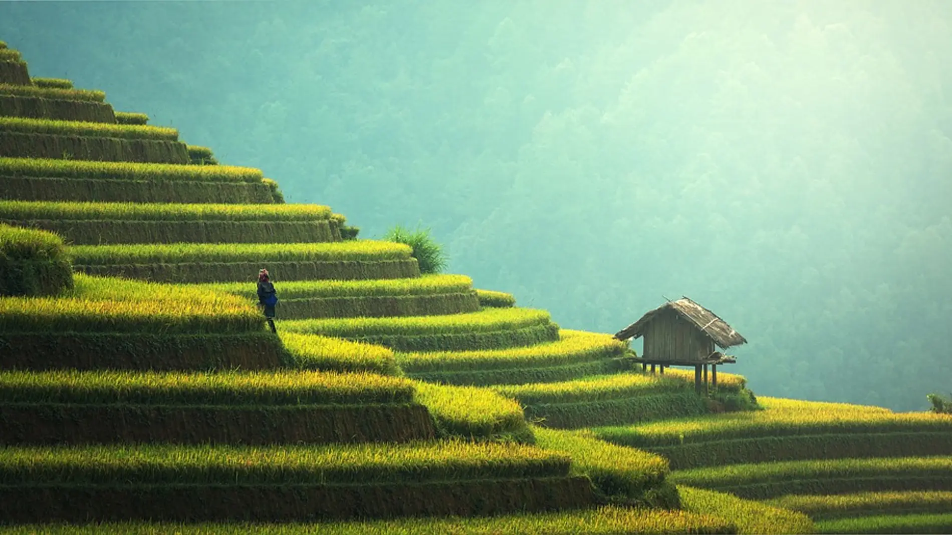 Plantación de arroz en Tailandia