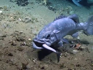 Mero comiéndose un tiburón de un solo bocado Mero comiéndose un tiburón de un solo bocado