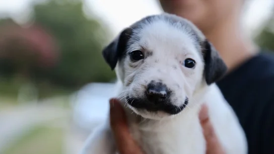 Imagen del cachorro Salvador Dalí Imagen del cachorro Salvador Dalí