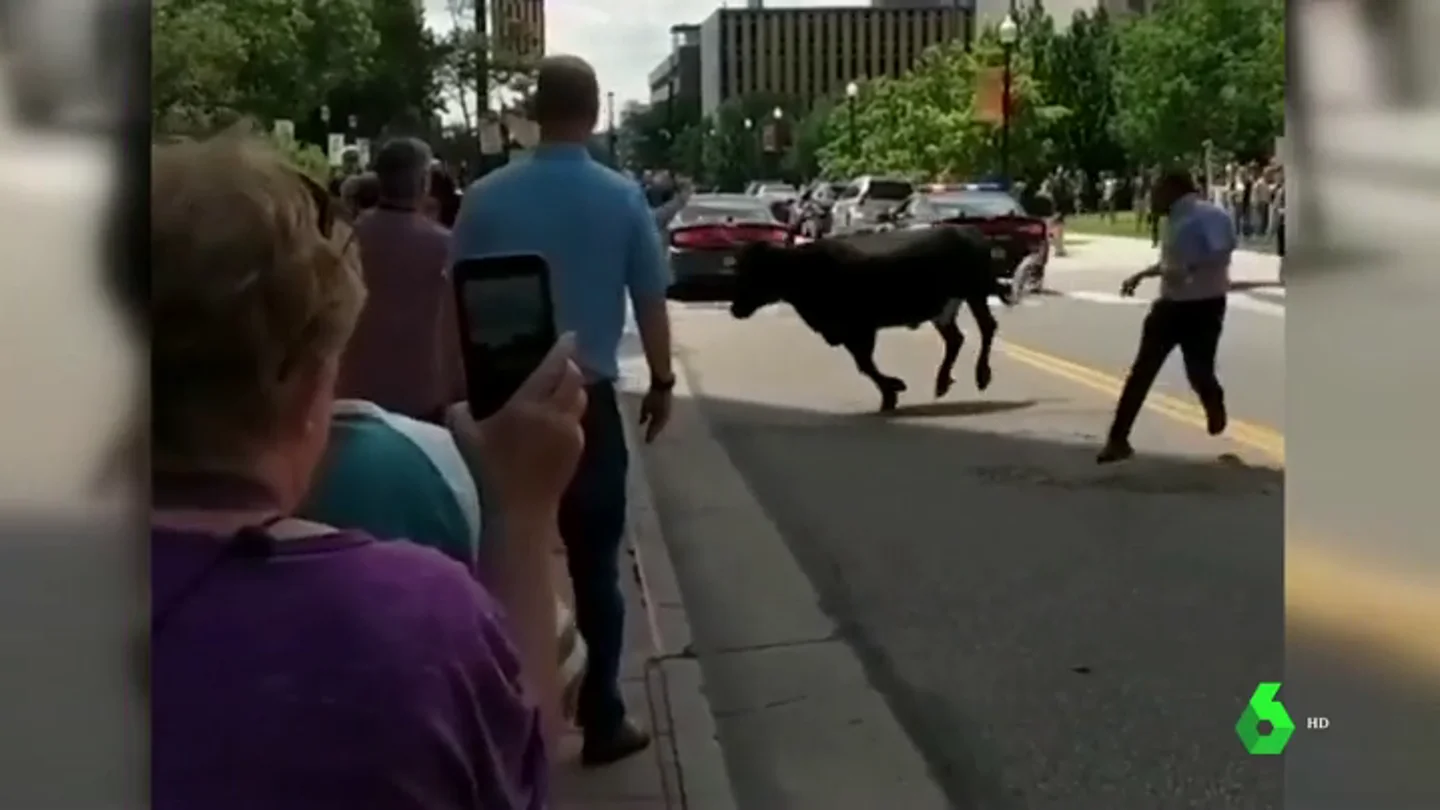 Un novillo se suelta y causa el pánico entre los peatones en Colorado, Estados Unidos Un novillo se suelta y causa el pánico entre los peatones en Colorado, Estados Unidos
