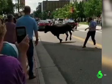 Un novillo se suelta y causa el pánico entre los peatones en Colorado, Estados Unidos Un novillo se suelta y causa el pánico entre los peatones en Colorado, Estados Unidos