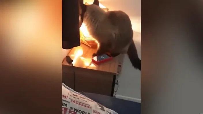 Un gato apagando la alarma de un móvil.