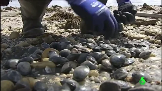 Mariscador cogiendo almejas de las playas gallegas Mariscador cogiendo almejas de las playas gallegas.