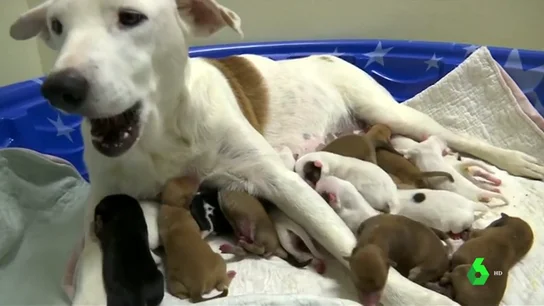 Una perra da a luz a 20 cachorros en Texas Una perra da a luz a 20 cachorros en Texas