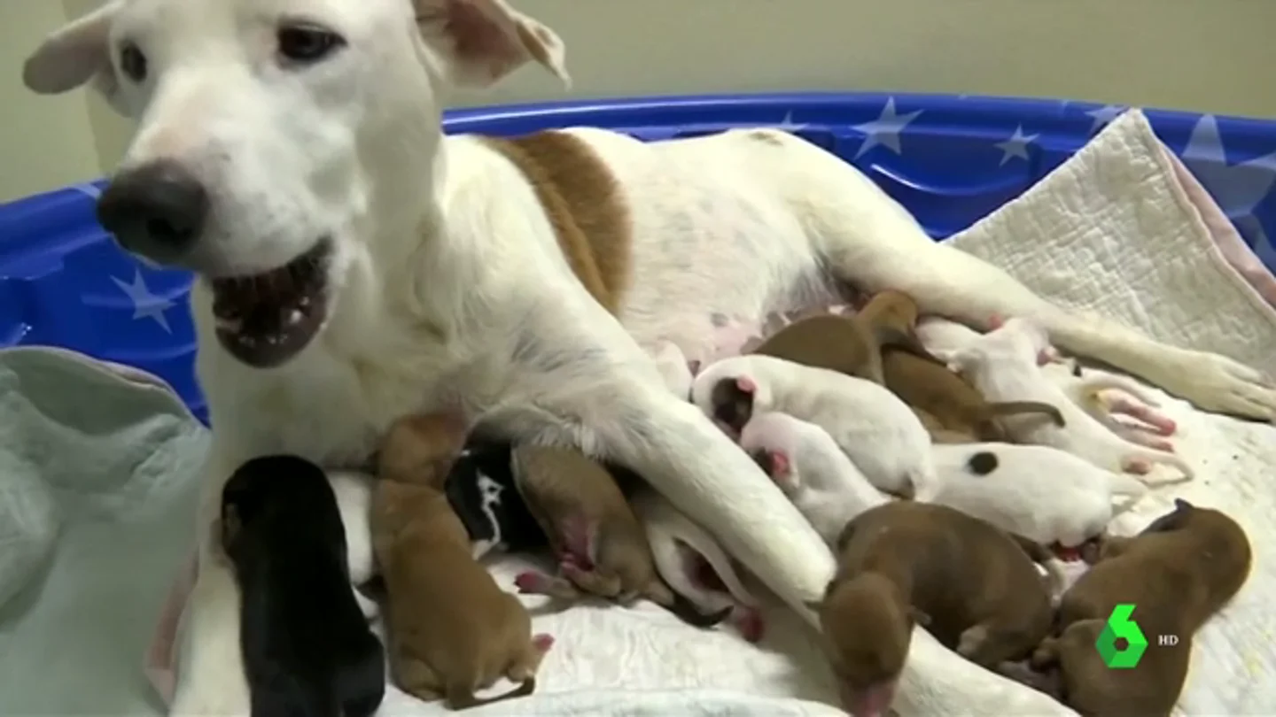 Una perra da a luz a 20 cachorros en Texas Una perra da a luz a 20 cachorros en Texas