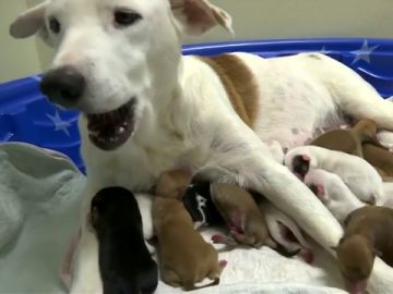Una perra da a luz a 20 cachorros en Texas Una perra da a luz a 20 cachorros en Texas