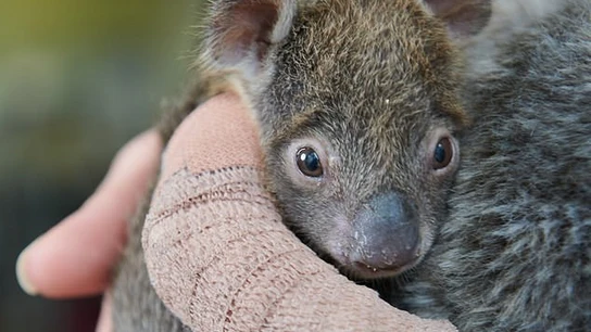 Joey, el adorable koala Joey, el adorable Joey, el adorable koala