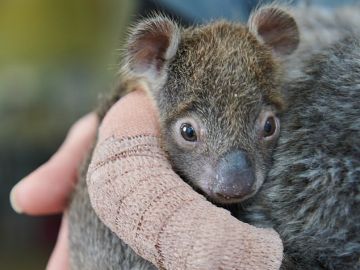 Joey, el adorable koala Joey, el adorable koala