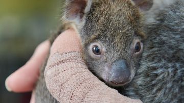 Joey, el adorable koala 