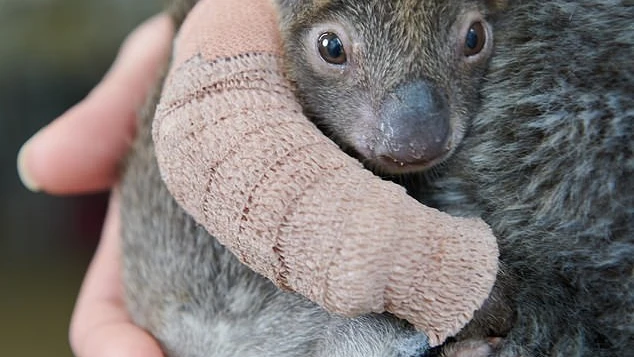 Joey, el adorable Joey, el adorable koala 