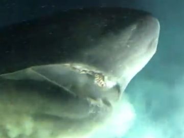 Cabeza del tiburón gigante encontrado por los científicos Cabeza del tiburón gigante encontrado por los científicos