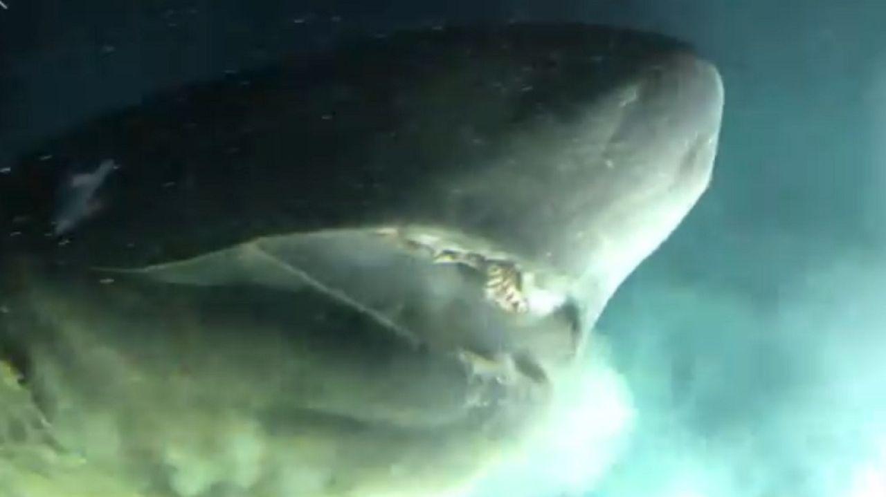 El terrorífico momento en el que unos investigadores se encuentran con un  tiburón prehistórico en Bahamas