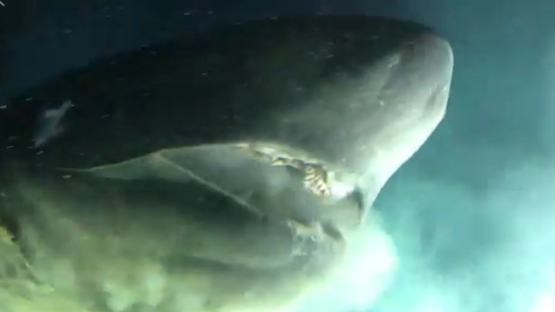 Cabeza del tiburón gigante encontrado por los científicos 