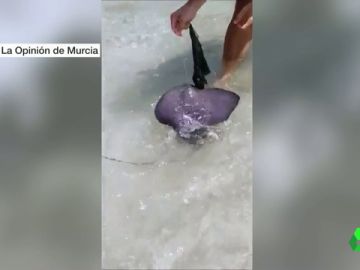 Rescate de un pez raya en una playa de Murcia Rescate de un pez raya en una playa de Murcia