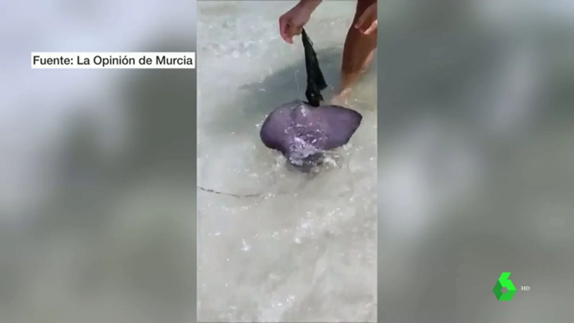 Rescate de un pez raya en una playa de Murcia