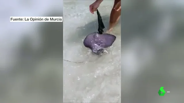 Rescate de un pez raya en una playa de Murcia.