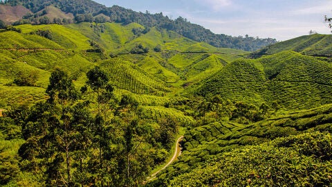 Cameron Highlands 