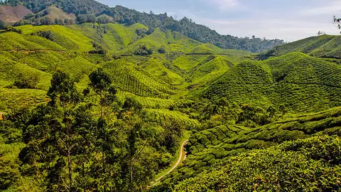 Cameron Highlands Cameron Highlands
