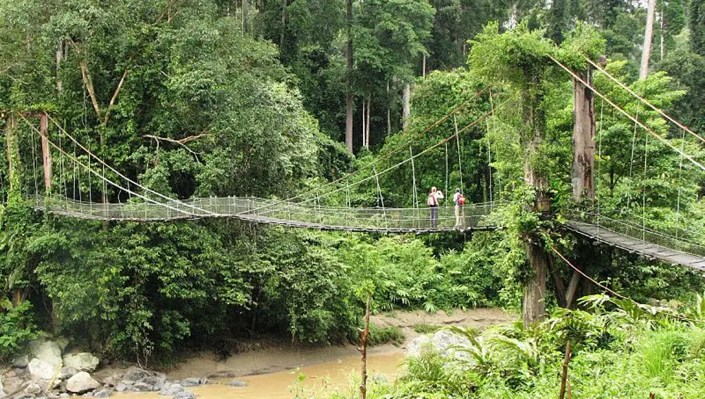 Danum | Título original: "Flussbrücke in den tropischen Regenwald"