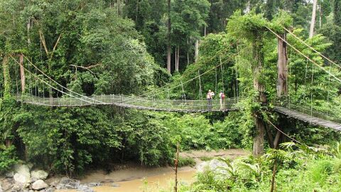 Flussbrücke in den tropischen Regenwald