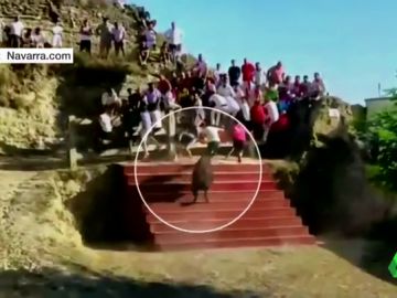 Un joven cae de cabeza desde una grada tras ser embestido por una vaquilla en el Estrecho de Arguedas (Navarra) Un joven cae de cabeza desde una grada tras ser embestido por una vaquilla en el Estrecho de Arguedas (Navarra)
