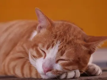 Gato Gato